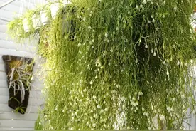 垂吊植物界的“天花板”—丝苇，耐阴好养活，观叶、赏花还能观果图片