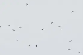 100多只老鹰盘旋武汉上空！猛禽为何在武汉聚集？有何特殊之处？图片