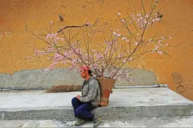 摄影师记录百万三峡移民：老汉带桃树永别故乡，整条船移民哭一片图片