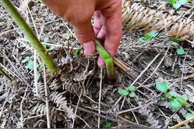 “山菜之王”——蕨菜，到底能不能吃？图片