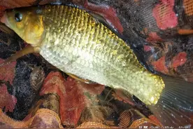 再战深圳神秘小水库，鱼获不多，鱼汤真鲜图片