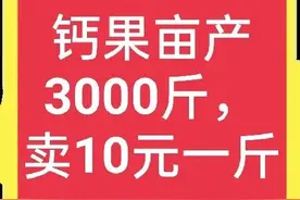 优秀水果大分享——钙果，它到底有什么优点，为什么能卖这么贵？图片
