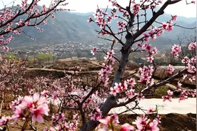 潍坊春色已上线，最全赏花攻略来啦！随手一拍就是大片……图片