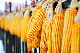 最新！河北各市玉米价格一览表图片