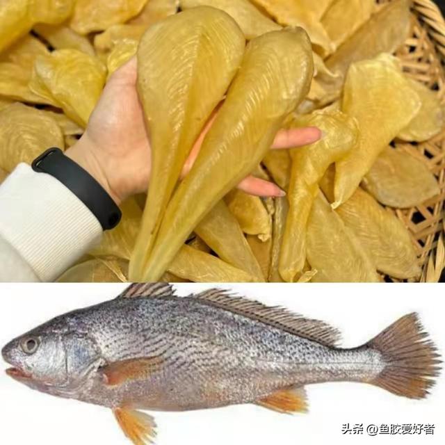 马来蜘蛛胶是什么鱼 2025年马来蜘蛛胶有什么功效