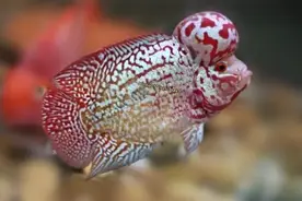 罗汉鱼饲养先攻头还是先增色？图片