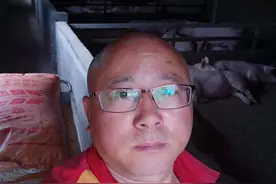 公猪母猪的挑选和使用图片