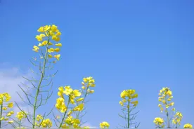 去有风的大理图片