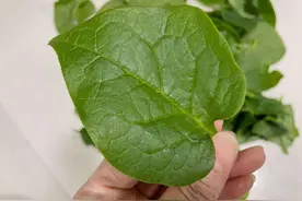 三伏天要忌嘴！宁可不吃肉，建议吃这4样，人人吃得起图片