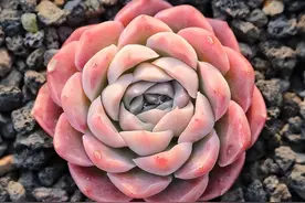 多肉喜光照，为啥还要遮阳？为了降低温度，多肉惧怕高温图片