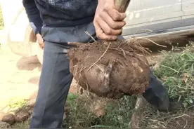 全株“毒性大”，生吃一口能封喉，农民看到就铲除，如今十分珍贵图片