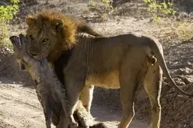 奇怪了！为什么鬣狗吃狮子，但狮子却不吃鬣狗？图片