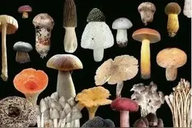 云南人心目中的好吃野生菌排行，我最爱吃第二种，你呢？图片