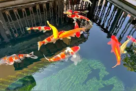 看水色判断水质，谈绿水养鱼的优缺点图片