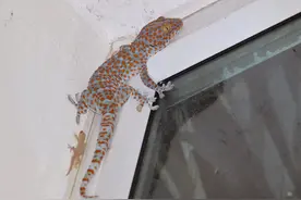 男生宿舍惊现巨型壁虎？网友：吓死都不能打！打了“牢底坐穿”！图片