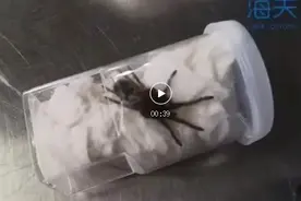 逮住捕鸟蛛47只图片