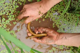 黄鳝：爱藏身淤泥中，血液还有毒，却不用去内脏能直接烹饪图片