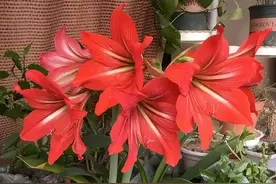 40种“太阳花”，六月养正合适，皮实养不死，见光就开花图片