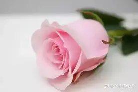 1到99朵玫瑰的含义图片