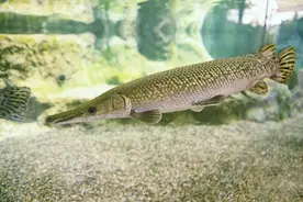 普法|“异宠”不是想养就能养，弃养行为更不可取图片