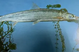 长江再现“神秘物种”鳤鱼，禁渔效果显著，再不保护或无鱼可捞？图片