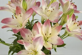 最美单瓣百合品种图鉴（图文并茂），各种类型的这里都有…图片