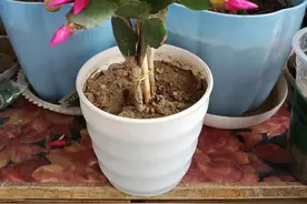 假昙花真难伺候图片