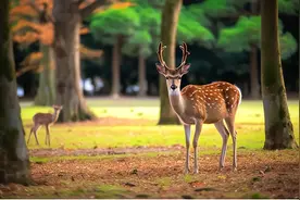 补阳第一药，鹿茸为什么那么强图片