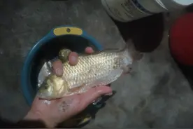 江苏一河道鲫鱼大爆发，一天轻松钓10斤鱼，有人开车100公里来钓图片