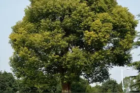 如果你有一个院子，请种上6棵“吉祥树”，不要种不吉利的树图片