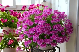 5种花“丑巴巴”，却“吉祥旺家”，家里一放，不生祸事图片