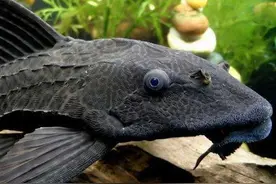 清道夫到底是什么鱼？它究竟有多“可怕”？为什么会在我国泛滥？图片