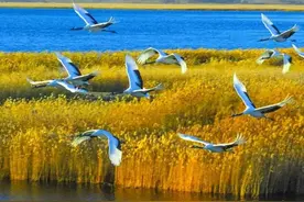 三春雁北飞——多地候鸟迁徙飞跃美丽中国图片