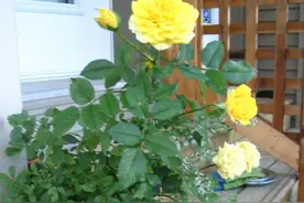 红蜘蛛总是杀不完，喷药过几天又复发，教你正确喷药指南图片