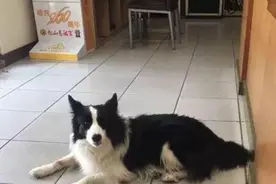 边牧有以下特征，对它再好也“养不熟”，宠主要知道图片