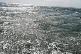 重阳节：登大连老铁山黄渤海分界线图片