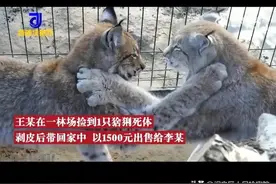 男子捡到死猞猁倒卖致3人获刑：构成危害珍贵、濒危野生动物罪图片