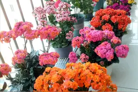 十月长寿花，死记“3技巧”，叶子杠杠厚，爆成“大花球”图片