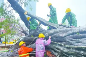 好消息传来！两棵雨中倒地的古榕树，得救了图片