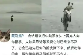 藏马熊“引诱活人并吃人”事件的真相图片