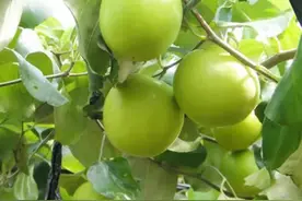 元江县台湾青枣栽种管理技术图片