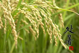 白菜苗生虫不用急，用一招农村“土办法”，不喷药也能轻松搞定图片