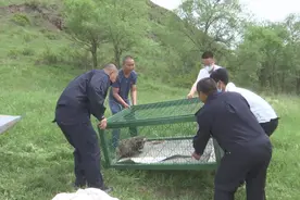克什克腾旗林业和草原局成功放生一只国家二级保护动物貉子图片