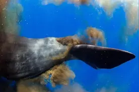 比黄金还贵的粪便，抹香鲸的排泄物龙涎香，是如何产生的？图片