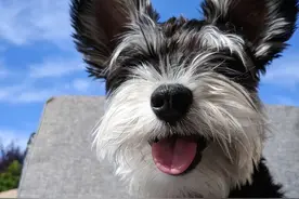 雪纳瑞“遭人嫌”，其实就这几点，白送也不要图片