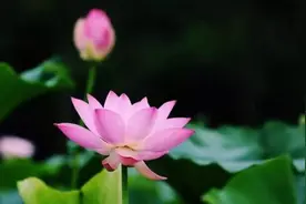 人老了，越善于吃亏，福气越多图片