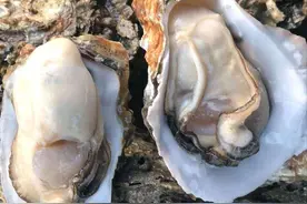 市面上冠以“壮阳养生”名头的生蚝，早已被改造成无法繁育的食材图片