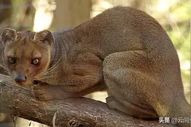 自然界生殖之王，马岛缟狸，为了造娃努力8小时，只为延续后代图片