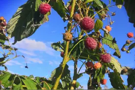 寒地小浆果撬动出口创汇大经济图片