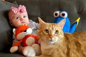 养猫有9个好处，真不是迷信，是有科学道理的图片